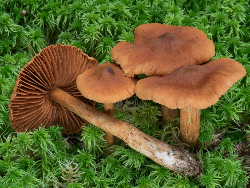 Cortinarius rubellus